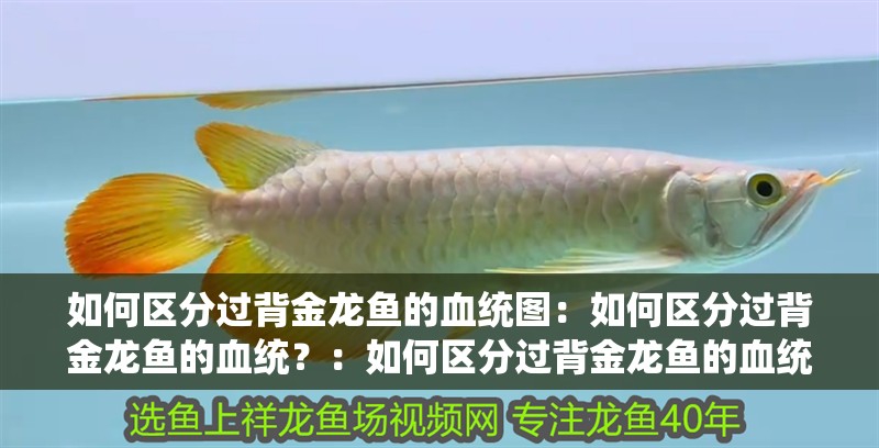 如何區分過背金龍魚的血統圖：如何區分過背金龍魚的血統？：如何區分過背金龍魚的血統