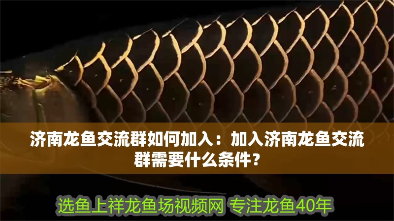 濟南龍魚交流群如何加入：加入濟南龍魚交流群需要什么條件？