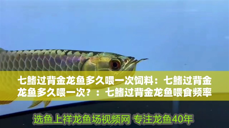 七鰭過背金龍魚多久喂一次飼料：七鰭過背金龍魚多久喂一次？：七鰭過背金龍魚喂食頻率的建議：七鰭過背金龍魚喂食頻率