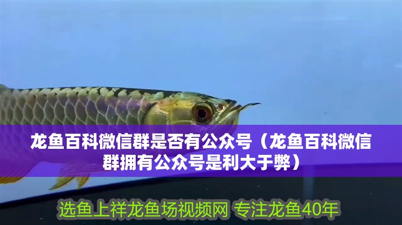 龍魚百科微信群是否有公眾號（龍魚百科微信群擁有公眾號是利大于弊）
