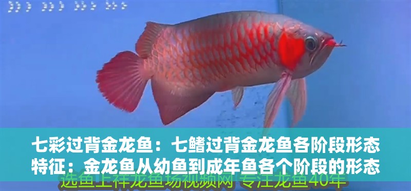七彩過背金龍魚：七鰭過背金龍魚各階段形態(tài)特征：金龍魚從幼魚到成年魚各個(gè)階段的形態(tài)特征