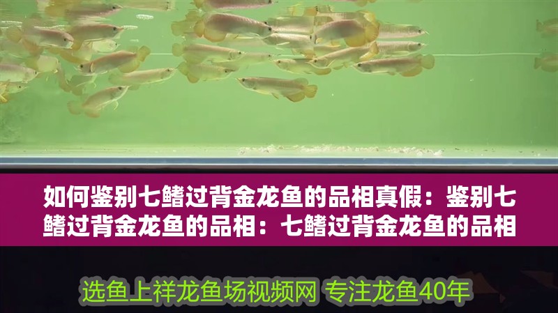 如何鑒別七鰭過背金龍魚的品相真假：鑒別七鰭過背金龍魚的品相：七鰭過背金龍魚的品相鑒別品相的重要方法和技巧和技巧