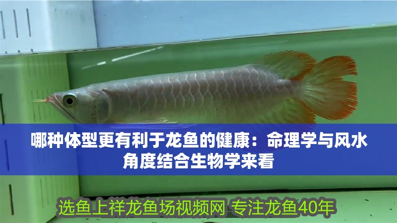 哪種體型更有利于龍魚的健康：命理學(xué)與風(fēng)水角度結(jié)合生物學(xué)來看