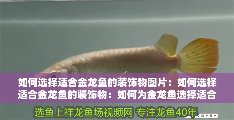 如何選擇適合金龍魚的裝飾物圖片：如何選擇適合金龍魚的裝飾物：如何為金龍魚選擇適合的裝飾品