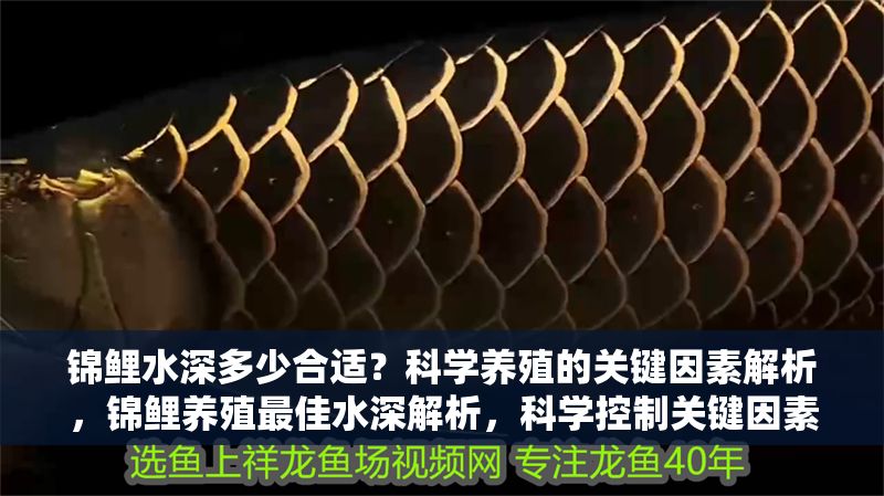 錦鯉水深多少合適？科學養(yǎng)殖的關鍵因素解析，錦鯉養(yǎng)殖最佳水深解析，科學控制關鍵因素