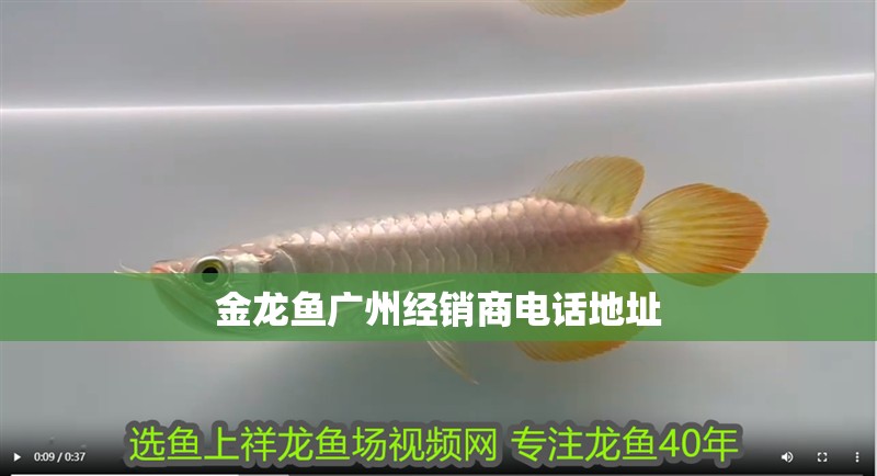 金龍魚廣州經銷商電話地址 金龍魚廣州經銷商電話地址 龍魚百科