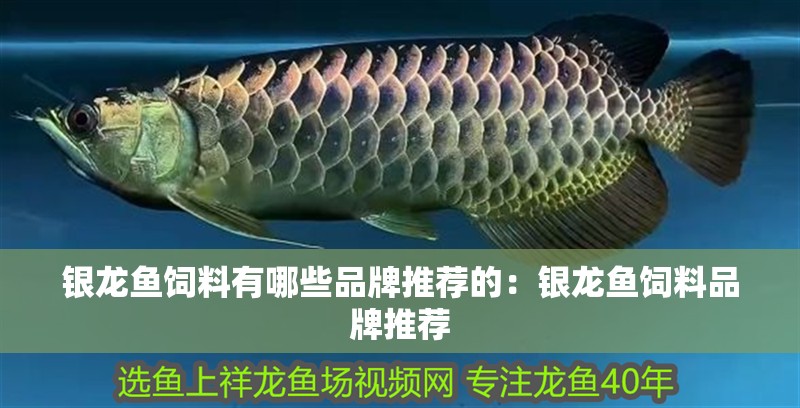 銀龍魚飼料有哪些品牌推薦的：銀龍魚飼料品牌推薦