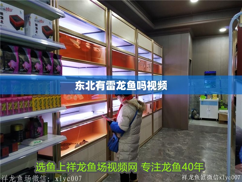 東北有雷龍魚嗎視頻