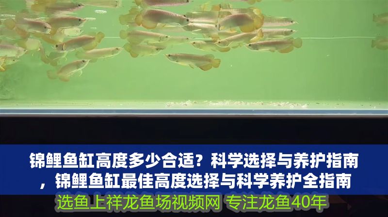 錦鯉魚缸高度多少合適？科學(xué)選擇與養(yǎng)護(hù)指南，錦鯉魚缸最佳高度選擇與科學(xué)養(yǎng)護(hù)全指南