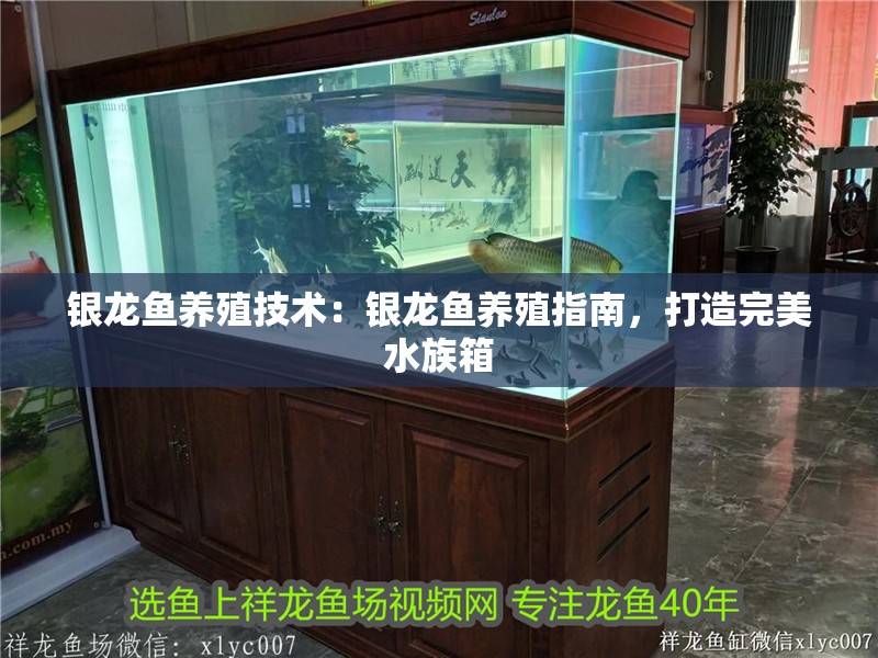 銀龍魚養(yǎng)殖技術(shù)：銀龍魚養(yǎng)殖指南，打造完美水族箱