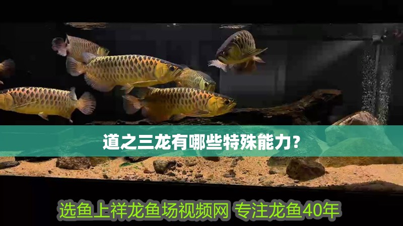 道之三龍有哪些特殊能力？ 道之三龍有哪些特殊能力？ 龍魚百科