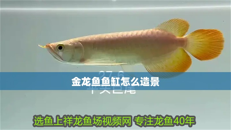 金龍魚魚缸怎么造景