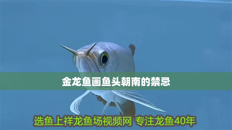 金龍魚畫魚頭朝南的禁忌