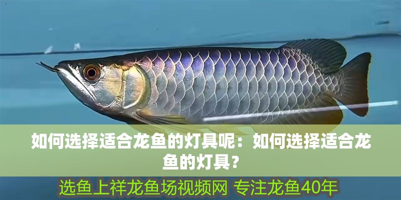 如何選擇適合龍魚的燈具呢：如何選擇適合龍魚的燈具？