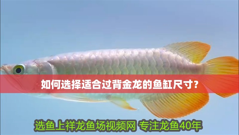 如何選擇適合過背金龍的魚缸尺寸？