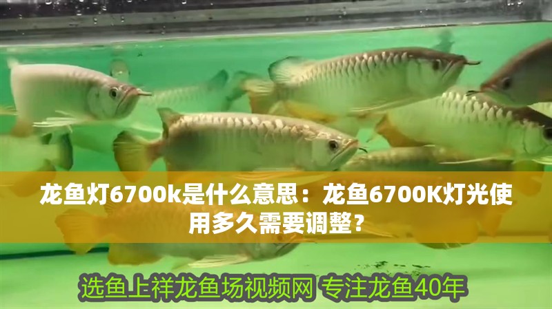 龍魚燈6700k是什么意思：龍魚6700K燈光使用多久需要調整？