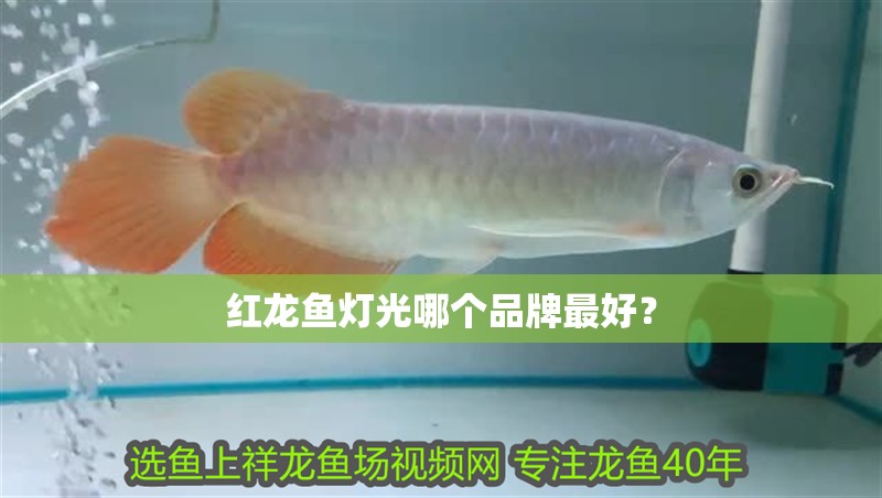 紅龍魚燈光哪個品牌最好？