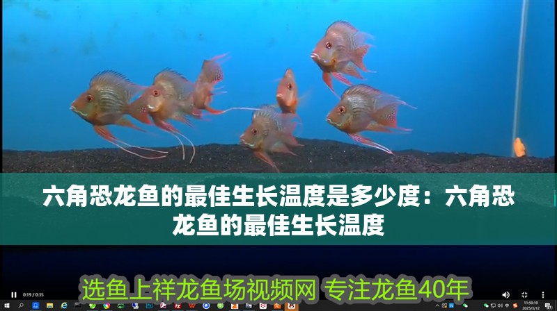 六角恐龍魚的最佳生長溫度是多少度：六角恐龍魚的最佳生長溫度