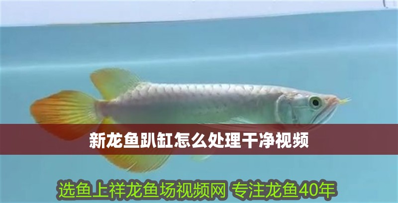 新龍魚趴缸怎么處理干凈視頻