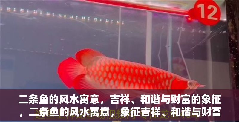 二條魚的風水寓意，吉祥、和諧與財富的象征，二條魚的風水寓意，象征吉祥、和諧與財富的靈物