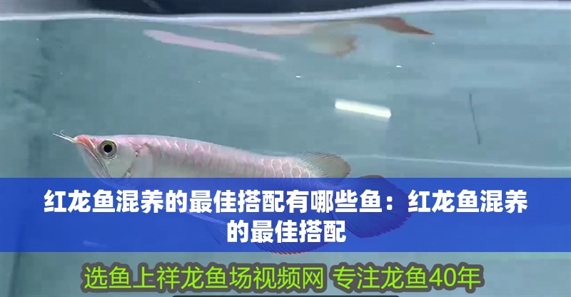 紅龍魚混養(yǎng)的最佳搭配有哪些魚：紅龍魚混養(yǎng)的最佳搭配