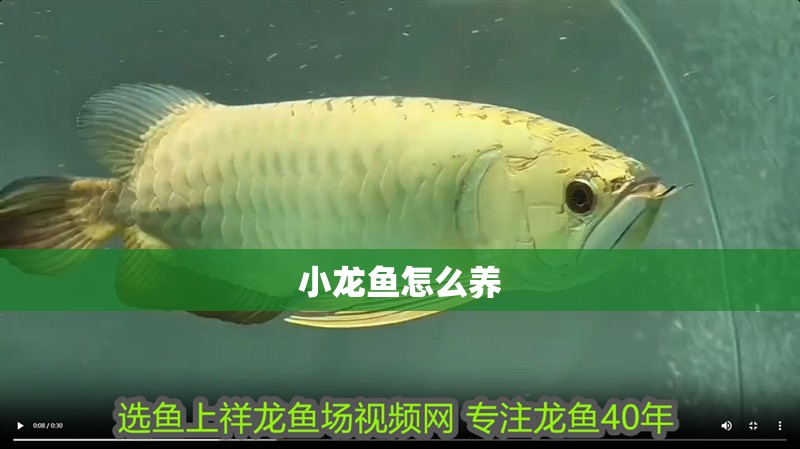 小龍魚怎么養(yǎng)