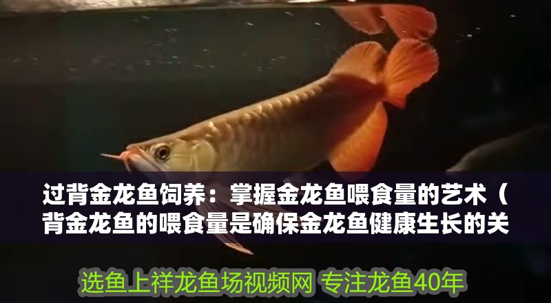 過背金龍魚飼養(yǎng)：掌握金龍魚喂食量的藝術（背金龍魚的喂食量是確保金龍魚健康生長的關鍵因素）