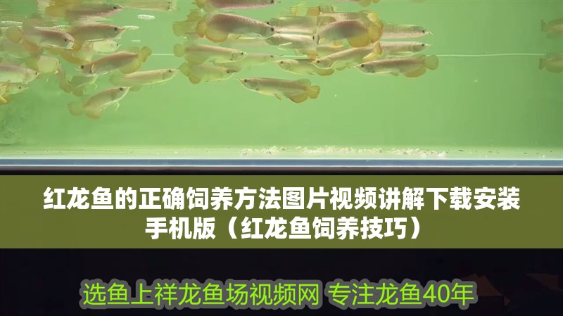 紅龍魚(yú)的正確飼養(yǎng)方法圖片視頻講解下載安裝手機(jī)版（紅龍魚(yú)飼養(yǎng)技巧）