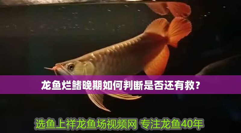 龍魚爛鰭晚期如何判斷是否還有救？