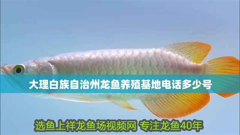 大理白族自治州龍魚養(yǎng)殖基地電話多少號