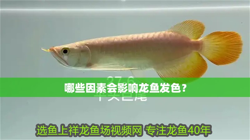 哪些因素會影響龍魚發色？