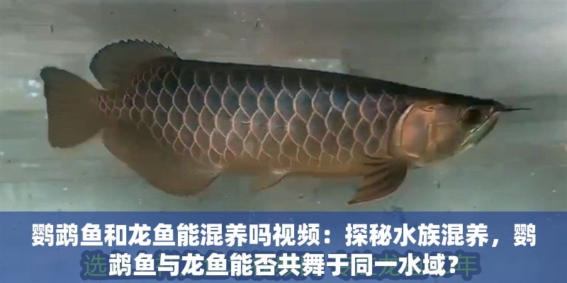 鸚鵡魚和龍魚能混養(yǎng)嗎視頻：探秘水族混養(yǎng)，鸚鵡魚與龍魚能否共舞于同一水域？