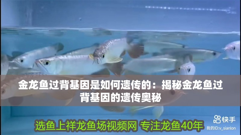 金龍魚過背基因是如何遺傳的：揭秘金龍魚過背基因的遺傳奧秘