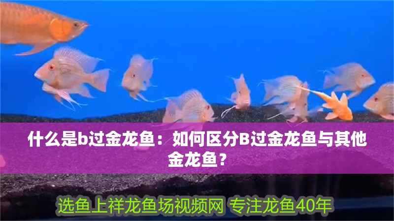 什么是b過金龍魚：如何區分B過金龍魚與其他金龍魚？