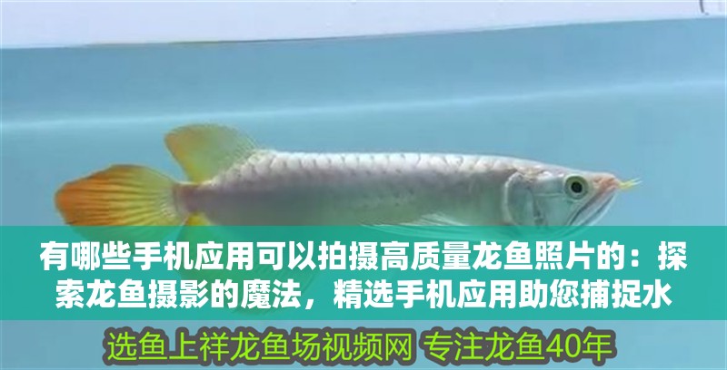 有哪些手機應用可以拍攝高質量龍魚照片的：探索龍魚攝影的魔法，精選手機應用助您捕捉水中精靈