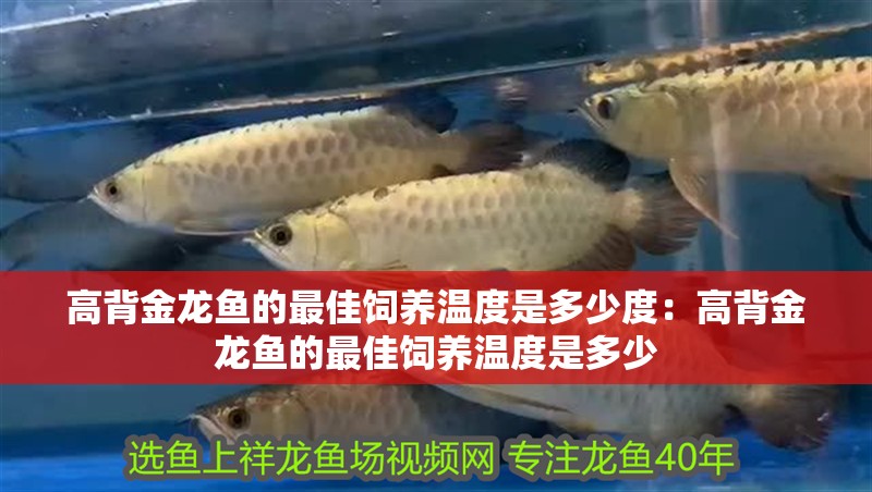 高背金龍魚的最佳飼養(yǎng)溫度是多少度：高背金龍魚的最佳飼養(yǎng)溫度是多少