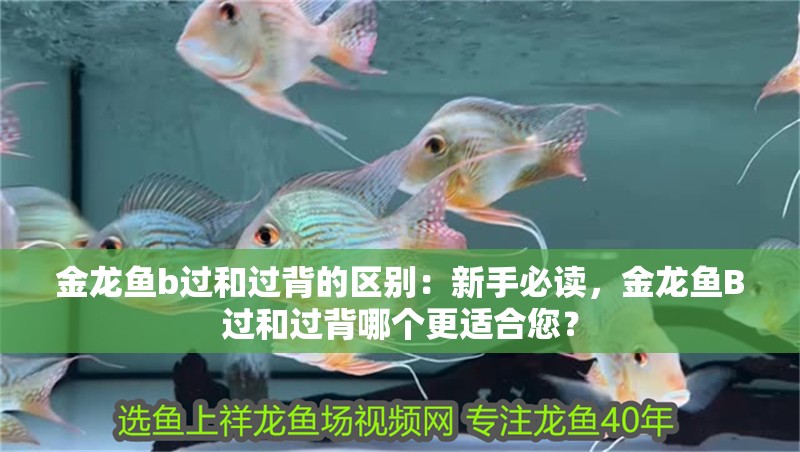 金龍魚b過和過背的區別：新手必讀，金龍魚B過和過背哪個更適合您？