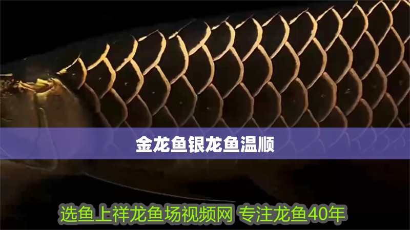 金龍魚銀龍魚溫順