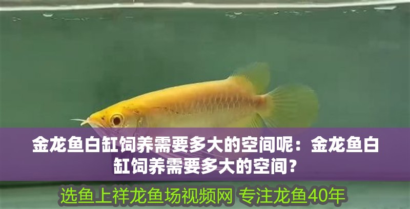 金龍魚白缸飼養需要多大的空間呢：金龍魚白缸飼養需要多大的空間？