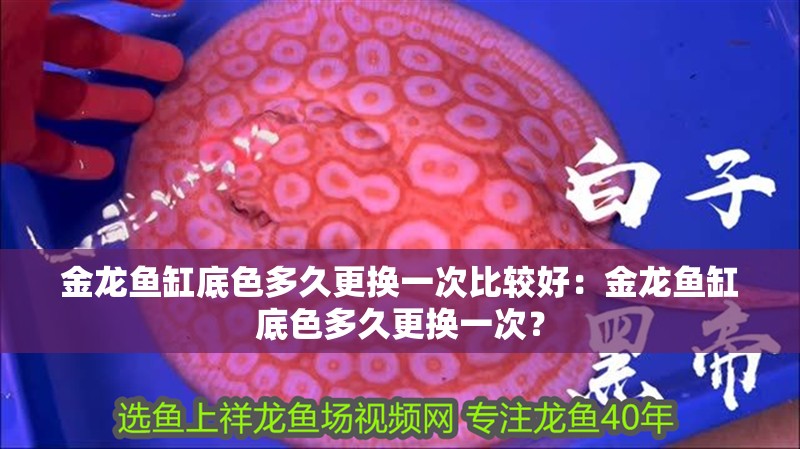 金龍魚缸底色多久更換一次比較好：金龍魚缸底色多久更換一次？