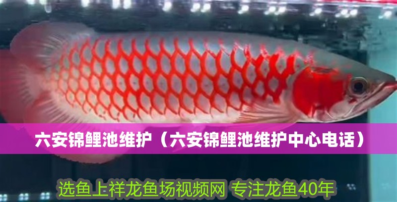 六安錦鯉池維護(hù)（六安錦鯉池維護(hù)中心電話(huà)）