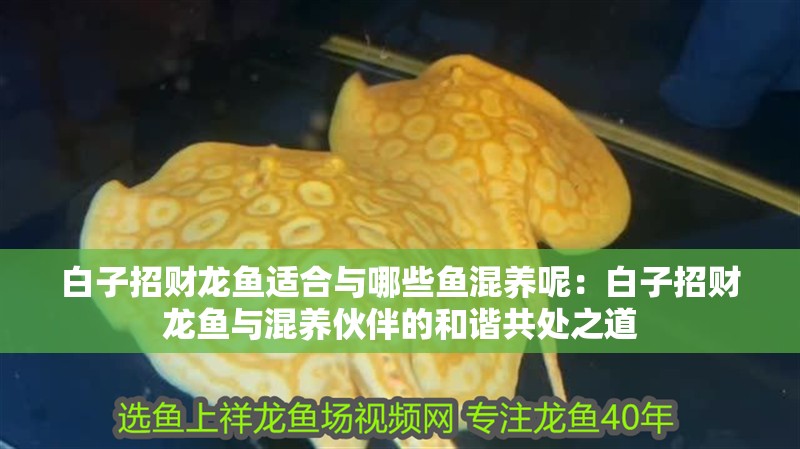 白子招財龍魚適合與哪些魚混養(yǎng)呢：白子招財龍魚與混養(yǎng)伙伴的和諧共處之道