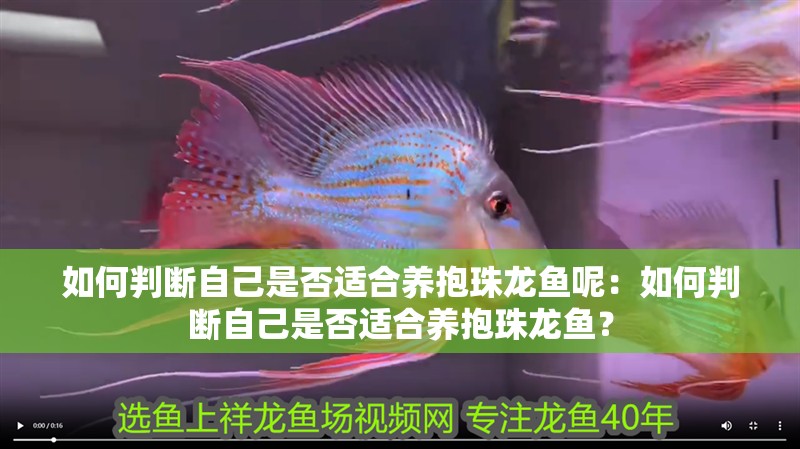 如何判斷自己是否適合養抱珠龍魚呢：如何判斷自己是否適合養抱珠龍魚？