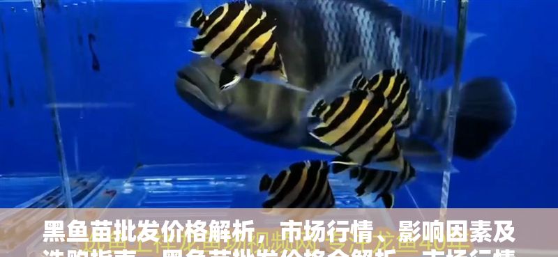 黑魚苗批發價格解析，市場行情、影響因素及選購指南，黑魚苗批發價格全解析，市場行情、影響因素與選購技巧