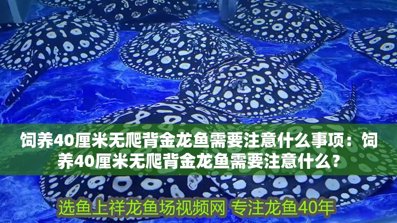 飼養40厘米無爬背金龍魚需要注意什么事項：飼養40厘米無爬背金龍魚需要注意什么？