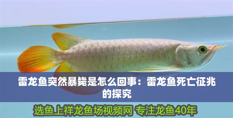 雷龍魚突然暴斃是怎么回事：雷龍魚死亡征兆的探究