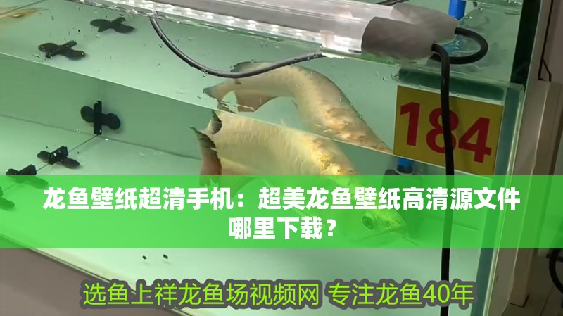 龍魚壁紙超清手機：超美龍魚壁紙高清源文件哪里下載？