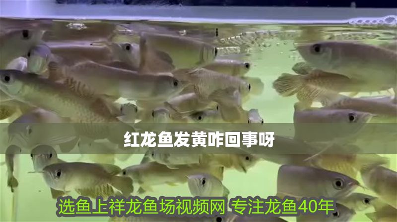 紅龍魚發黃咋回事呀