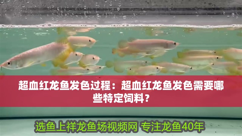 超血紅龍魚發色過程：超血紅龍魚發色需要哪些特定飼料？
