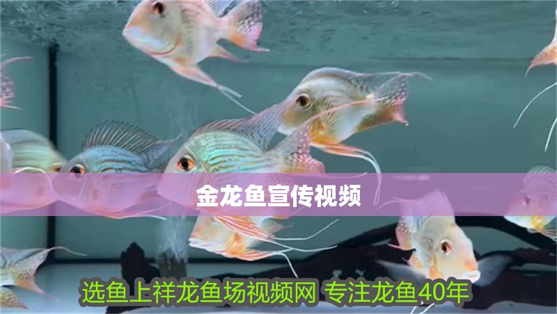 金龍魚宣傳視頻
